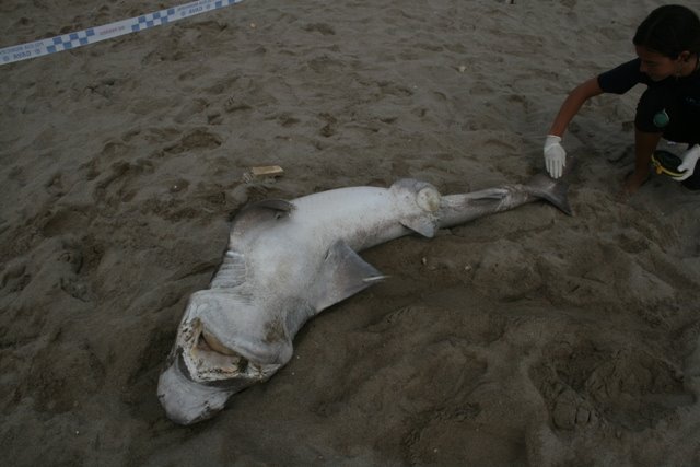 Taur� de 2,2 metres trobat mort a la platja de Gav� Mar (fotografia: CRAM) (19 de Juny de 2009)